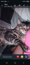 Lost Male Cat last seen Fairview Ave and Byam rd, Wolcott, CT 06716