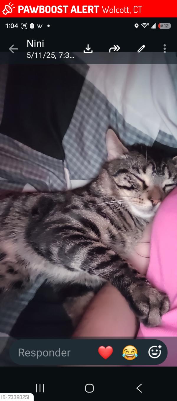 Lost Male Cat last seen Fairview Ave and Byam rd, Wolcott, CT 06716