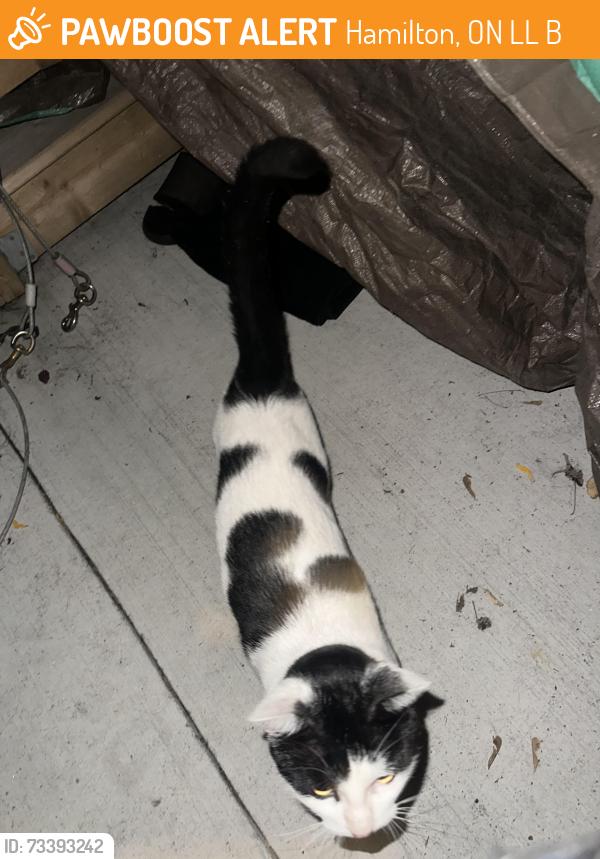 Found/Stray Unknown Cat last seen Gage at gertrude, Hamilton, ON L8L 4B7