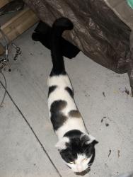 Found/Stray Unknown Cat last seen Gage at gertrude, Hamilton, ON L8L 4B7