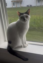 Reunited Female Cat last seen Mustang DR 7A, Litchfield, NH 03052