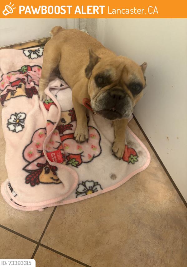 Found/Stray Female Dog last seen near liberty baptist church church, Lancaster, CA 93536
