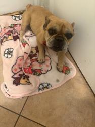 Found/Stray Female Dog last seen near liberty baptist church church, Lancaster, CA 93536
