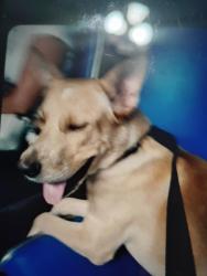 Lost Male Dog last seen Culebra/ I-10, Culebra, Culebra 00775
