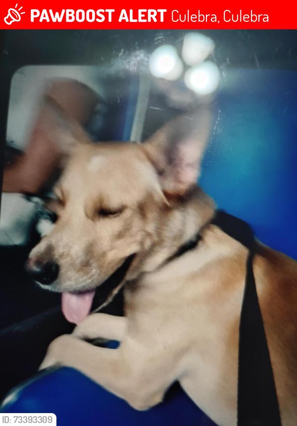 Lost Male Dog last seen Culebra/ I-10, Culebra, Culebra 00775