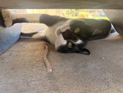 Reunited Male Cat last seen Auburn creek apmts, Lincoln, CA 95648