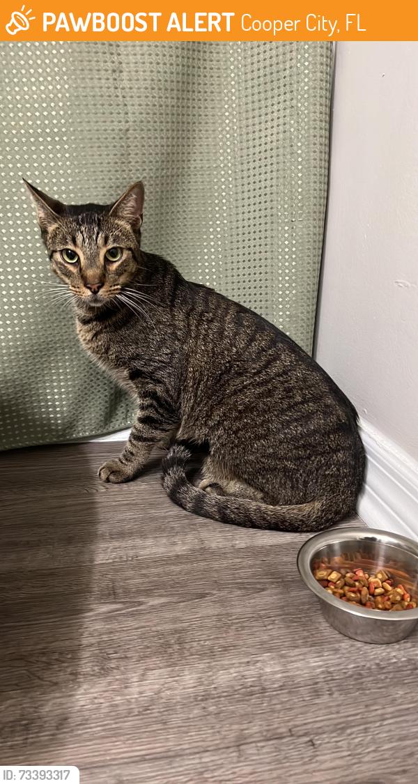 Found/Stray Unknown Cat last seen pine island & griffin rd, Cooper City, FL 33328