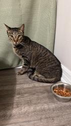 Found/Stray Unknown Cat last seen pine island & griffin rd, Cooper City, FL 33328