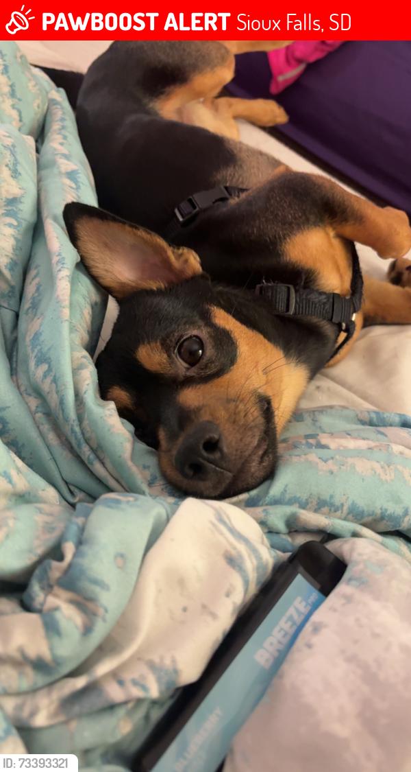 Lost Male Dog last seen 41st, Sioux Falls, SD 57106