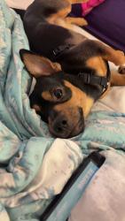 Lost Male Dog last seen 41st, Sioux Falls, SD 57106