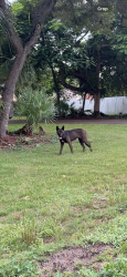 Found/Stray Unknown Dog last seen Charles burr park and the area around the Walgreens on 200th, Miami, FL 33177