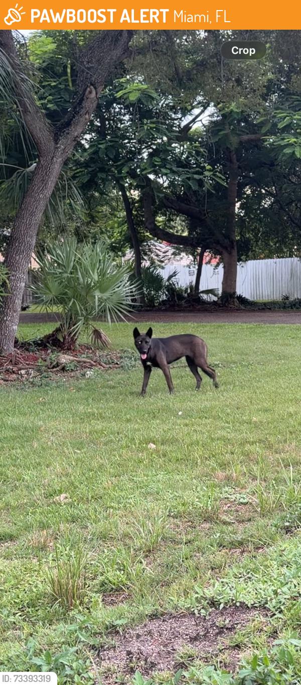Found/Stray Unknown Dog last seen Charles burr park and the area around the Walgreens on 200th, Miami, FL 33177
