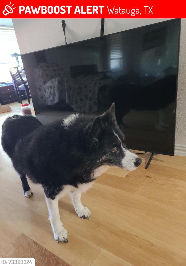 Lost Female Dog last seen Pear Tree Lane Watauga Tx, Watauga, TX 76148