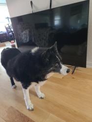 Lost Female Dog last seen Pear Tree Lane Watauga Tx, Watauga, TX 76148