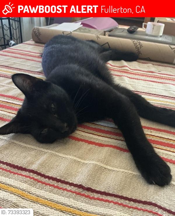 Lost Male Cat last seen Chapman Ave in between Casa Del Maria apts and the cndmniums, Fullerton, CA 92831