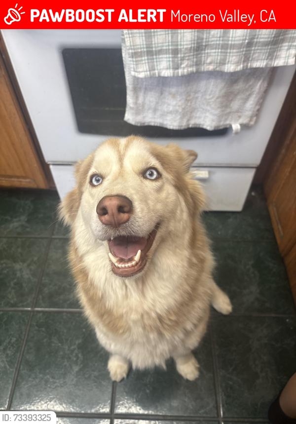 Lost Female Dog last seen Santiago St, Moreno Valley, CA 92551