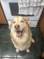 Lost Female Dog last seen Santiago St, Moreno Valley, CA 92551