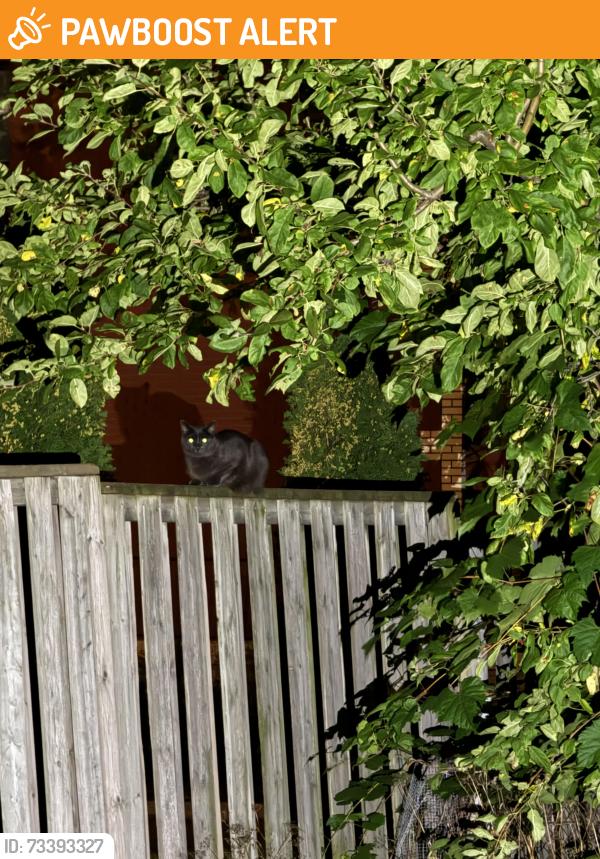 Found/Stray Unknown Cat last seen On the fence in the parking lot behind 62 Queen St S, Mississauga, ON L5M 1K4