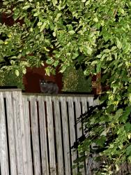 Found/Stray Unknown Cat last seen On the fence in the parking lot behind 62 Queen St S, Mississauga, ON L5M 1K4