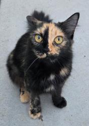 Reunited Female Cat last seen BRADFORD PL and Carriage Dr, Santa Ana, CA 92707