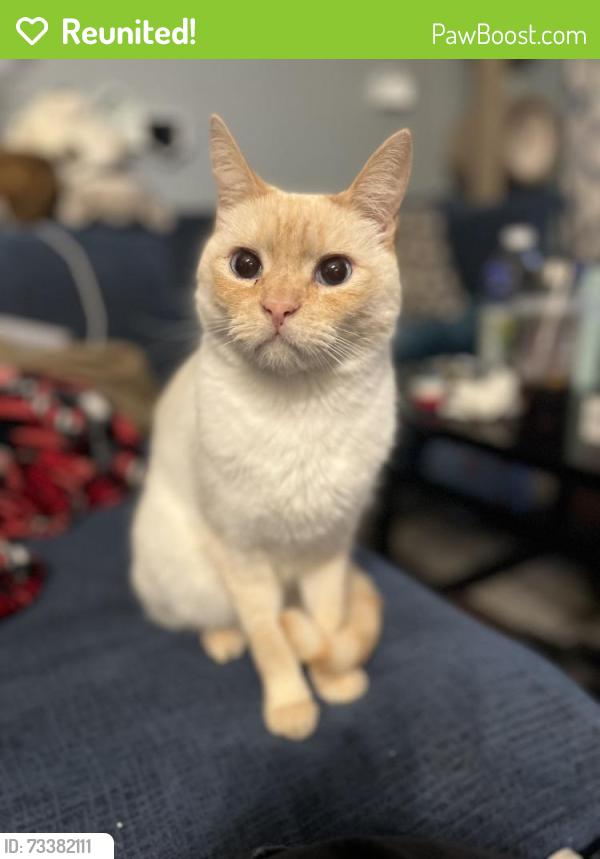 Reunited Male Cat last seen Broadacre Cir and Round Barn Blvd, Santa Rosa, CA 95403