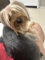 Reunited Male Dog last seen Ave R / 17th E palmdale, Palmdale, CA 93550