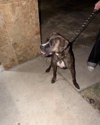 Reunited Female Dog last seen Hilltop Elementary, Chula Vista, CA 91910