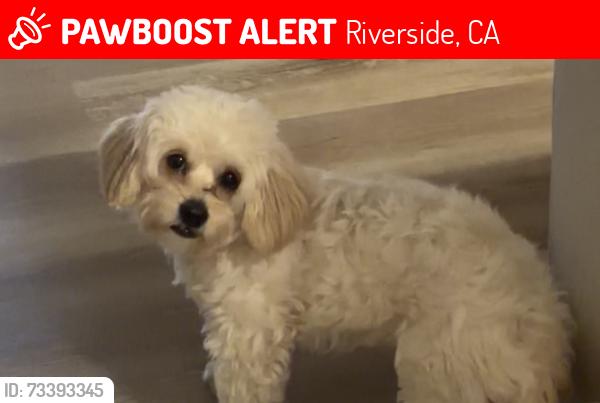 Lost Female Dog last seen Arlington and van buren, Riverside, CA 92503