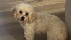 Lost Female Dog last seen Arlington and van buren, Riverside, CA 92503