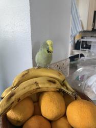 Lost Female Bird last seen Indian st, Moreno Valley, CA 92553