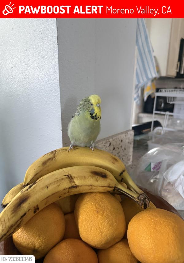 Lost Female Bird last seen Indian st, Moreno Valley, CA 92553