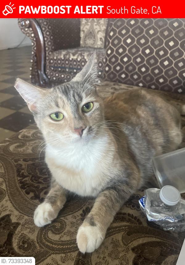 Lost Female Cat last seen Virginia and Duane, South Gate, CA 90280