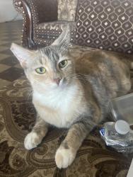 Lost Female Cat last seen Virginia and Duane, South Gate, CA 90280