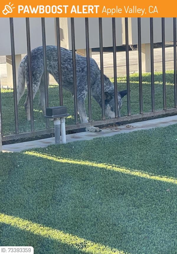 Found/Stray Female Dog last seen Waalew/dale evans, Apple Valley, CA 92308