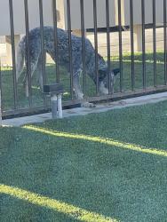 Found/Stray Female Dog last seen Waalew/dale evans, Apple Valley, CA 92308