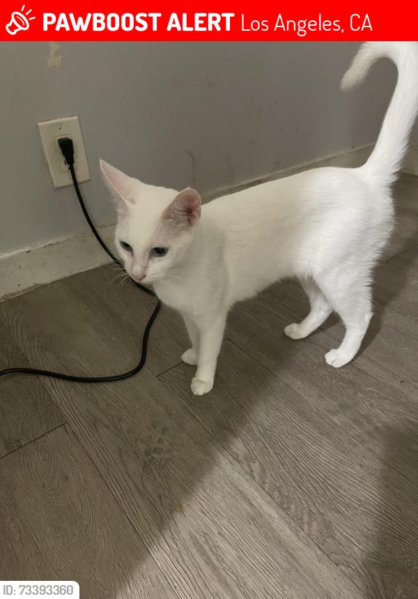 Lost Female Cat last seen Blythe, Los Angeles, CA 91402