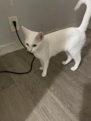 Lost Female Cat last seen Blythe, Los Angeles, CA 91402