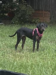 Lost Female Dog last seen 2nd avenue, Columbus, GA 31904