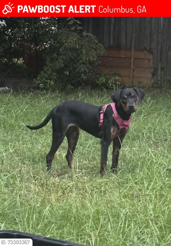 Lost Female Dog last seen 2nd avenue, Columbus, GA 31904