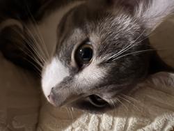 Lost Male Cat last seen Arlington and Randolph, Jersey City, NJ 07305