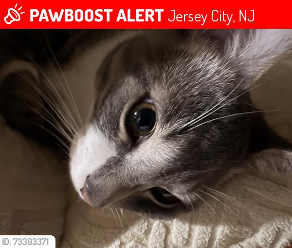 Lost Male Cat last seen Arlington and Randolph, Jersey City, NJ 07305