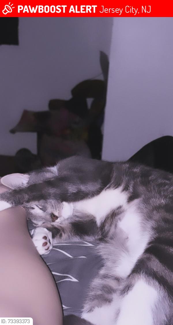 Lost Female Cat last seen Arlington and Randolph, Jersey City, NJ 07305