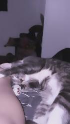 Lost Female Cat last seen Arlington and Randolph, Jersey City, NJ 07305