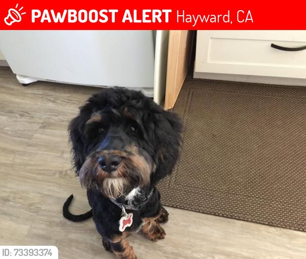 Lost Male Dog last seen Foothill & B St. He was in a locked pickup, Hayward, CA 94541