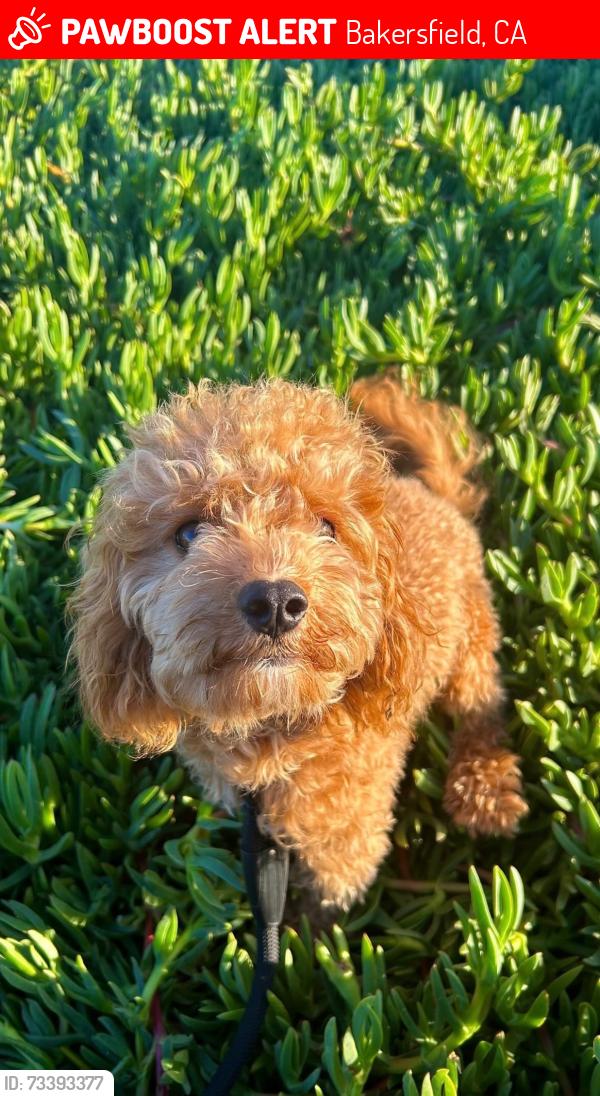 Lost Male Dog last seen Old River and Panama, Bakersfield, CA 93311