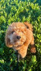Lost Male Dog last seen Old River and Panama, Bakersfield, CA 93311