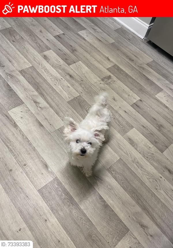 Lost Male Dog last seen Moreland ave, Atlanta, GA 30316