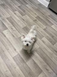 Lost Male Dog last seen Moreland ave, Atlanta, GA 30316