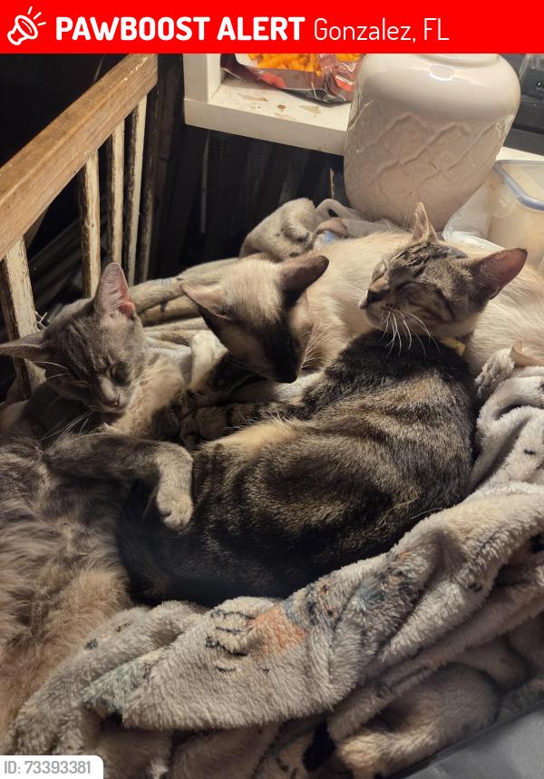 Lost Male Cat last seen Tate school road, peace terrace, Gonzalez, FL 32533