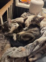 Lost Male Cat last seen Tate school road, peace terrace, Gonzalez, FL 32533